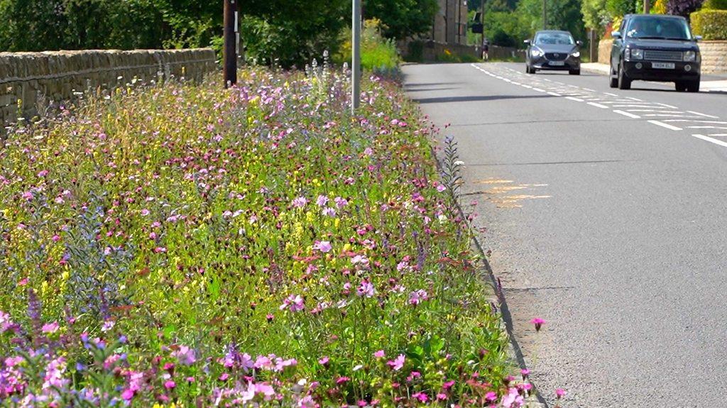 Wildflowers on verge