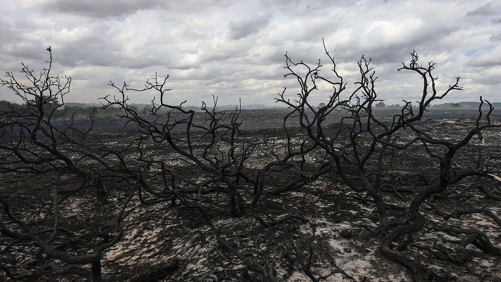 Burned down tree branches litter the scorched earth on a cloudy day