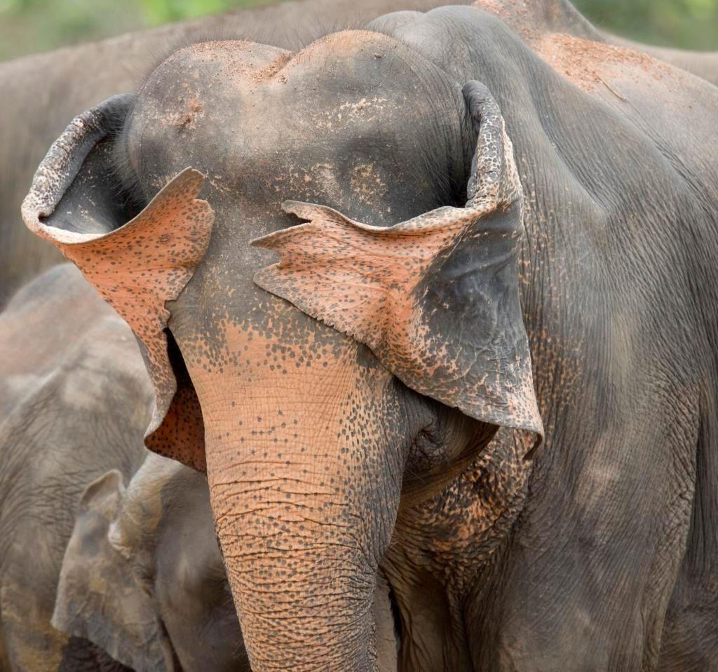 An elephant covers its eyes with its ears
