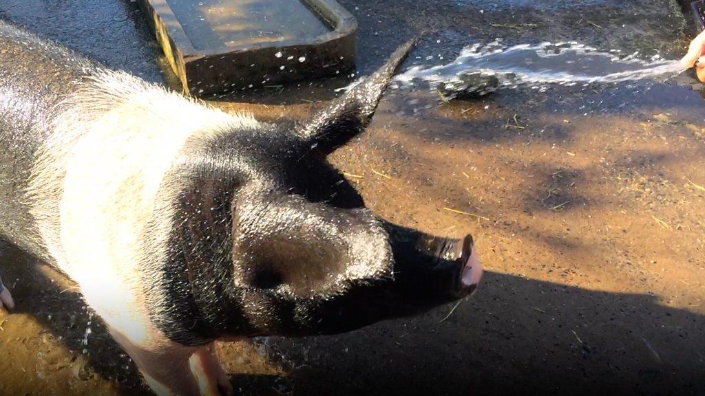 Alison being hosed down with water