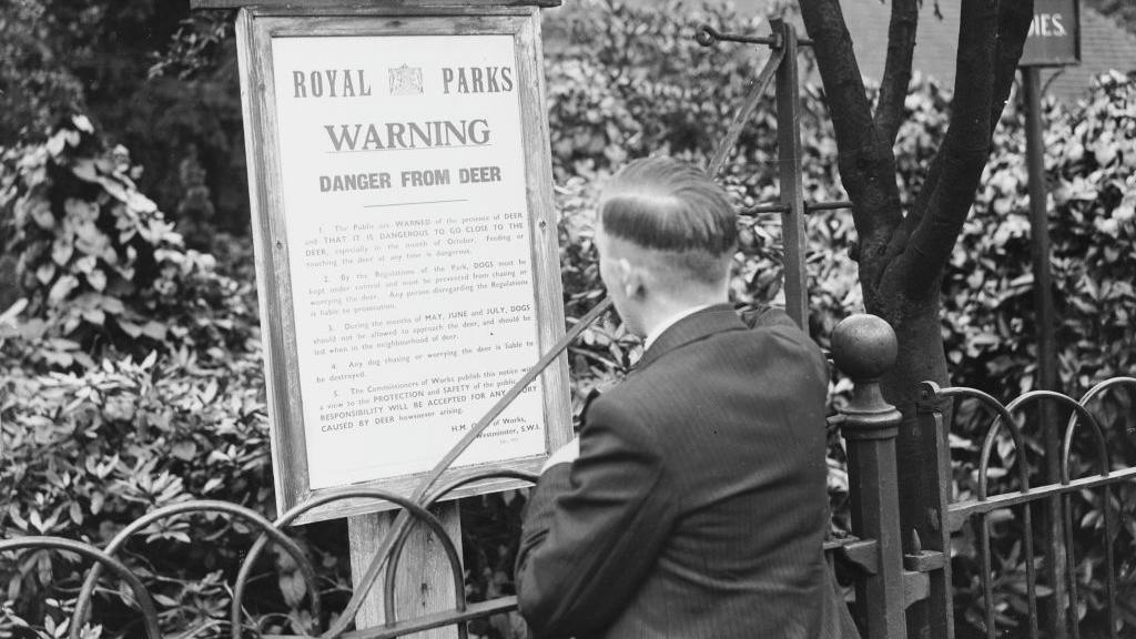 A black and white image taken in September 1936 of a visitor to Richmond Park reading a Royal Parks notice warning people about "Danger from Deer".