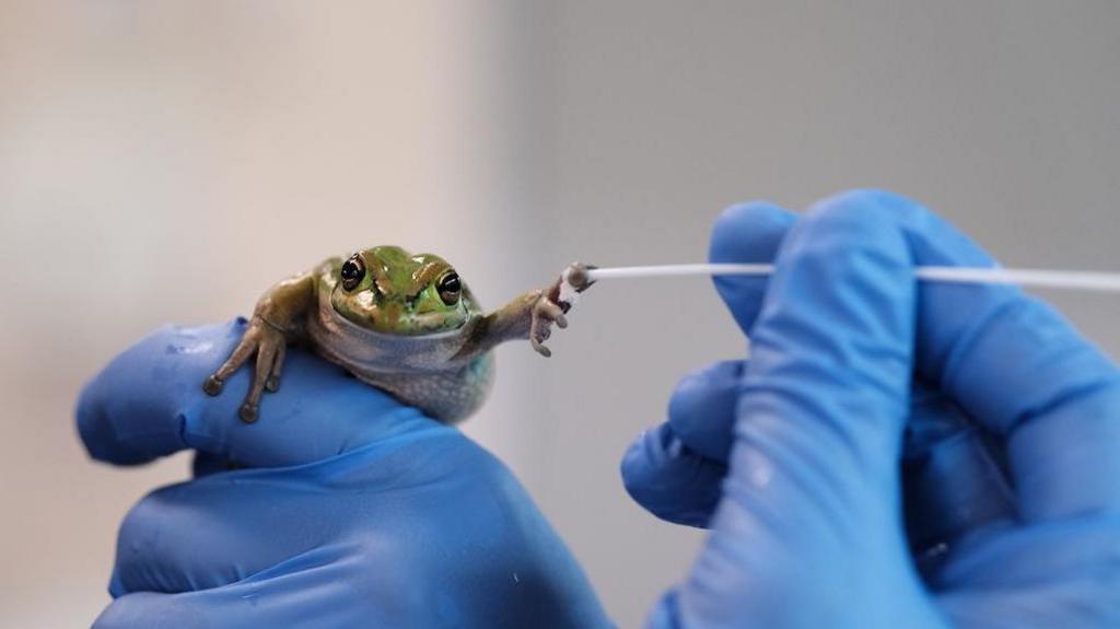 Frog in a gloved hand having its hand swabbed