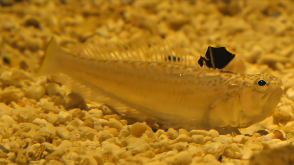 Weever fish on sea. It has spikes a a dark dorsal fin.