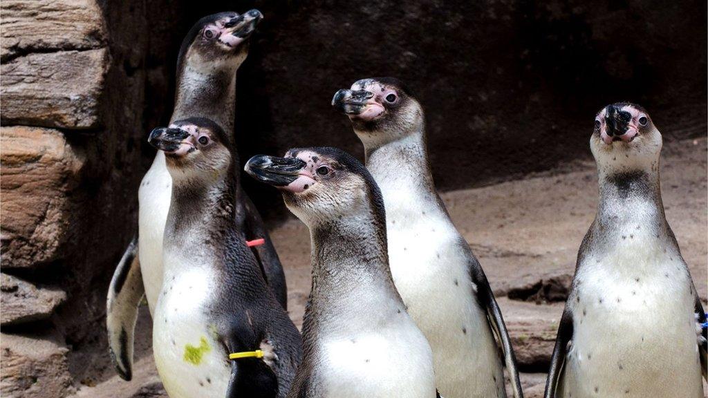 Humboldt penguins