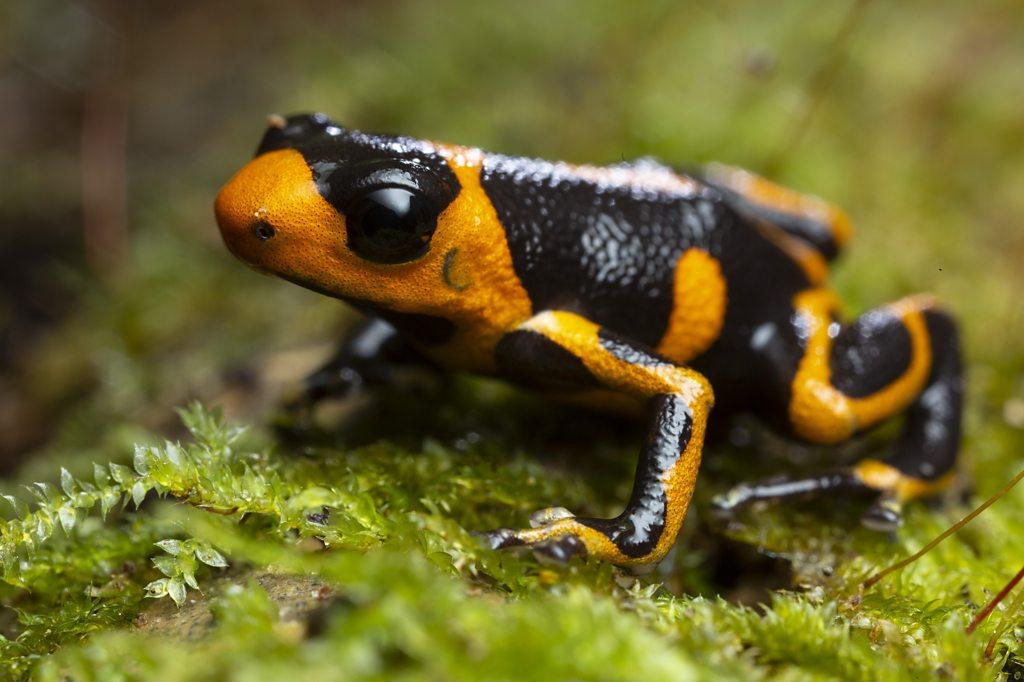 poison-dart-frog.