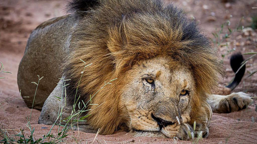 a Lion looking fed up leaning on its paws