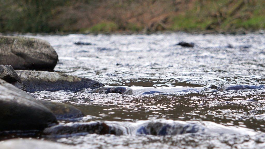 River Goyt in Marple