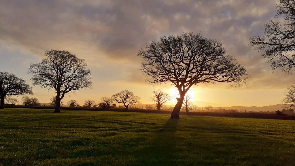 Low sun shining through bare trees in a field