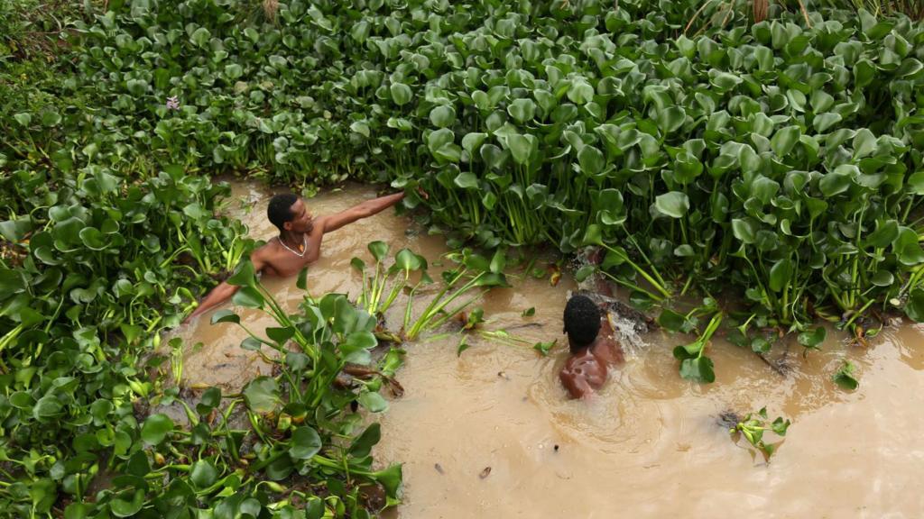 Clearing hyacinth weed in Lake Tana