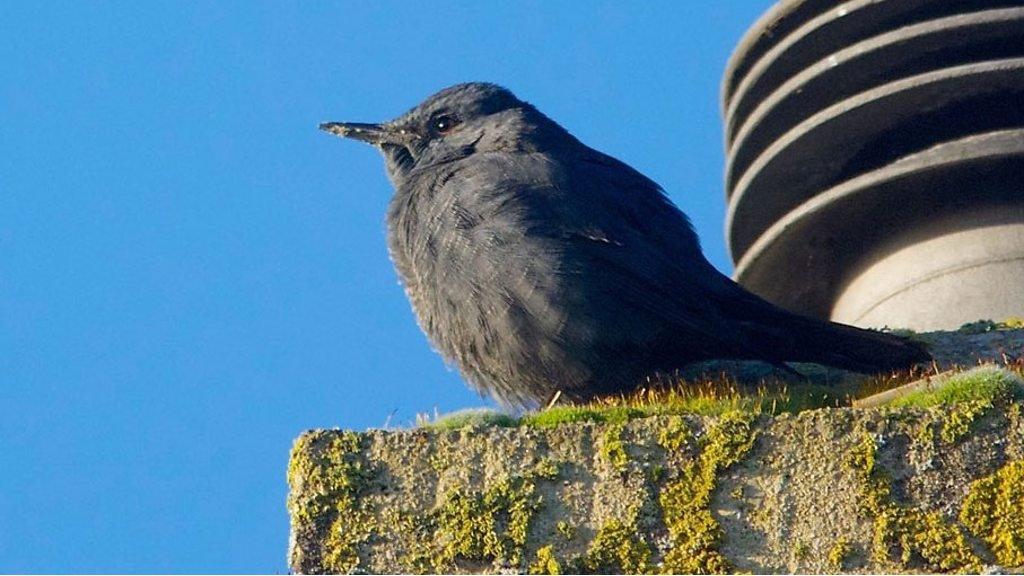 Blue Rock Thrush