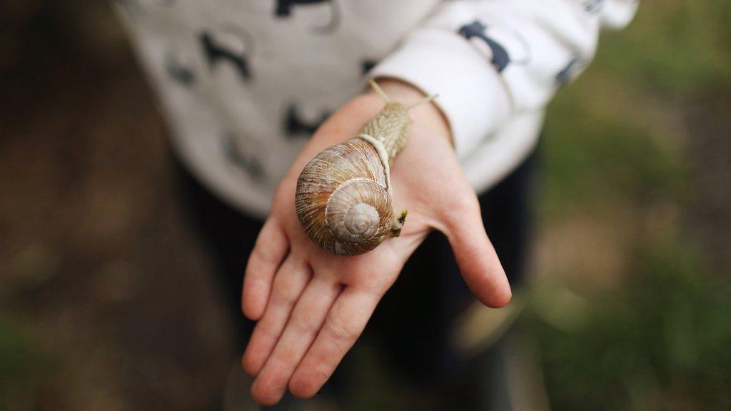 snail-in-hand.