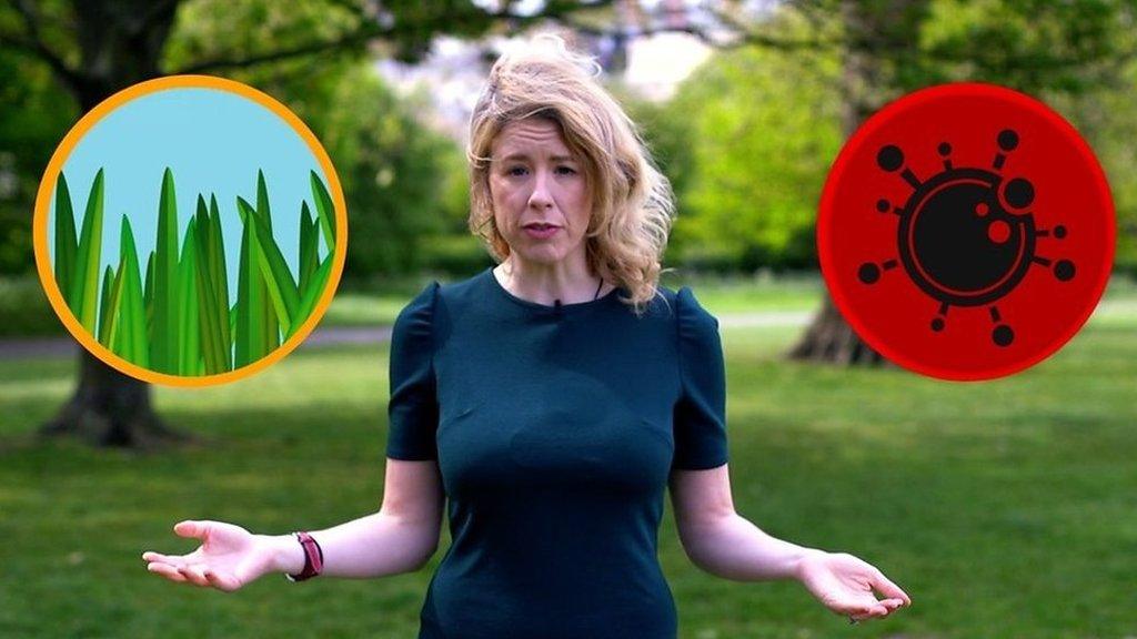 Laura Foster and hay fever and coronavirus symbols