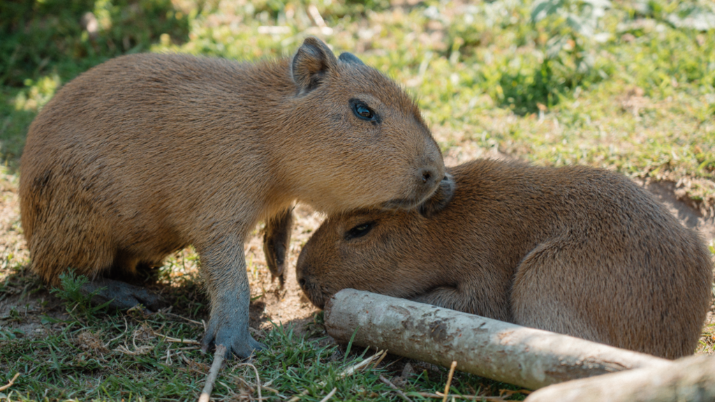 Two small Capybara pups are nestling into eachother