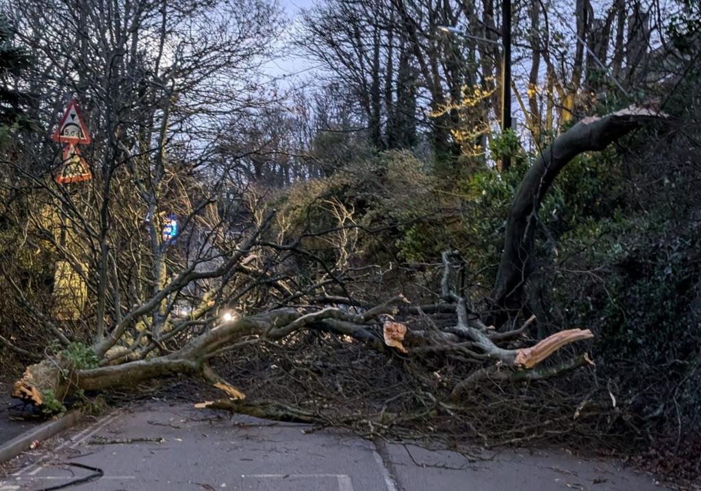 Tree across a road