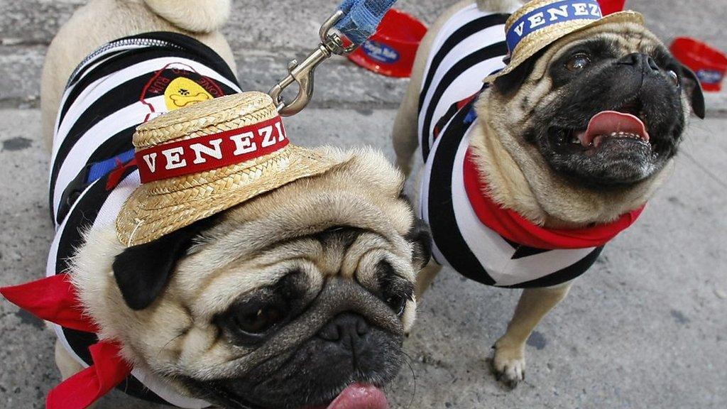 Two pugs dressed in Venetian gear