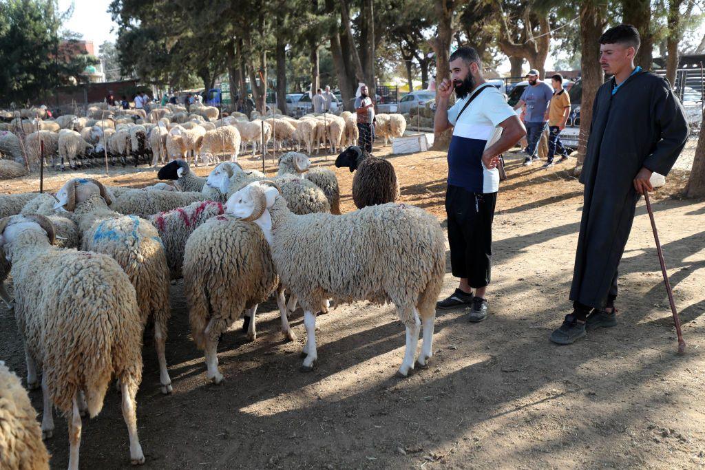 Sheep at a livestock market