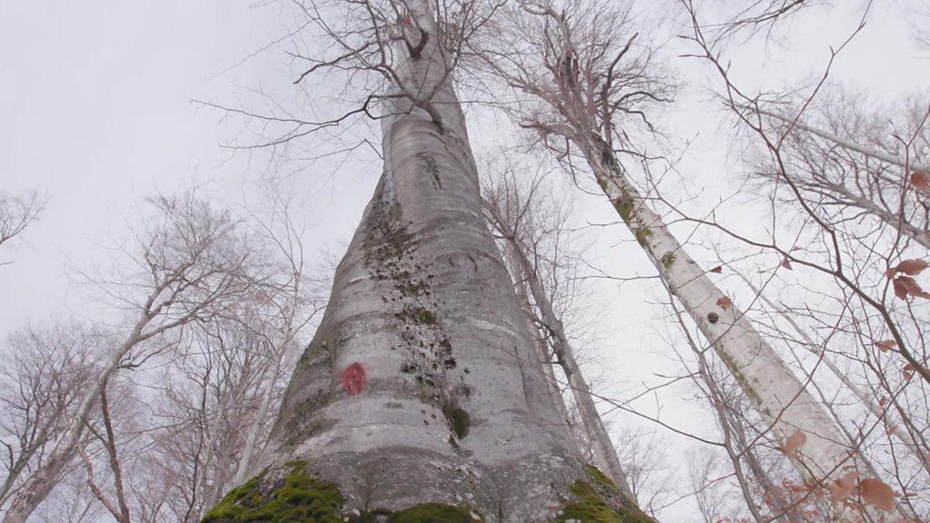 Forest in Romania