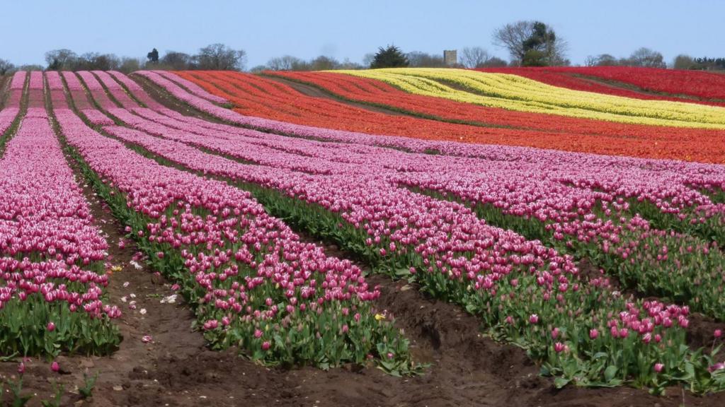 Tulips at Manor Farm, Blackborough End