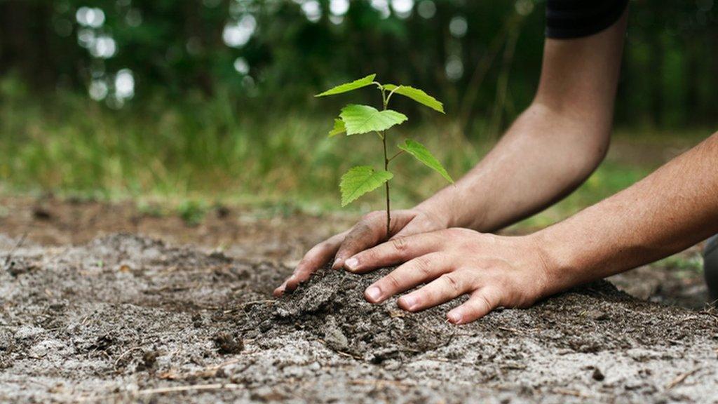 person-planting-a-trees.