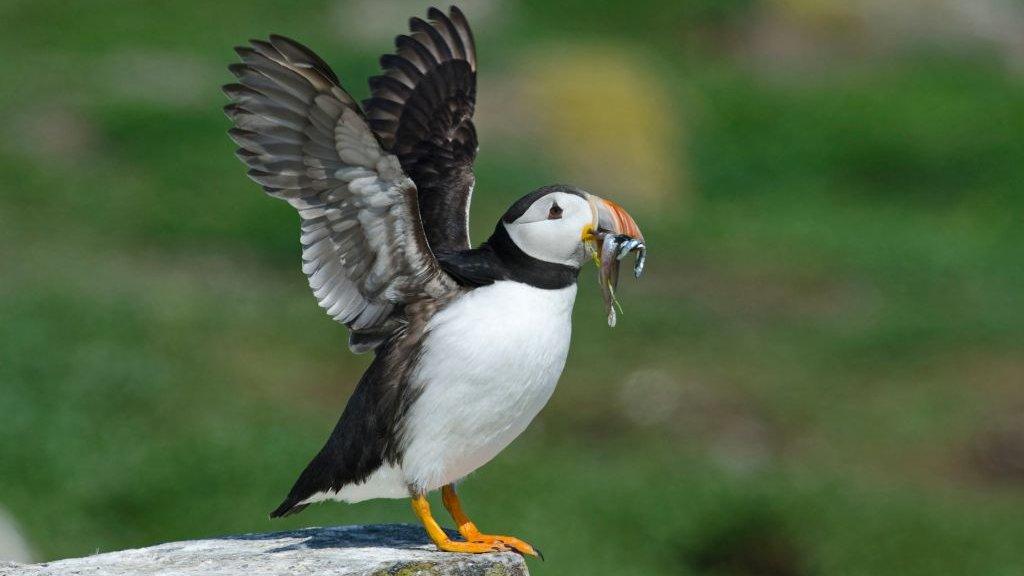 puffins