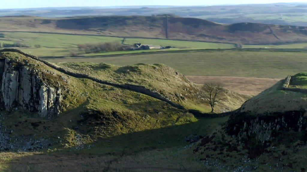 Sycamore Gap tree