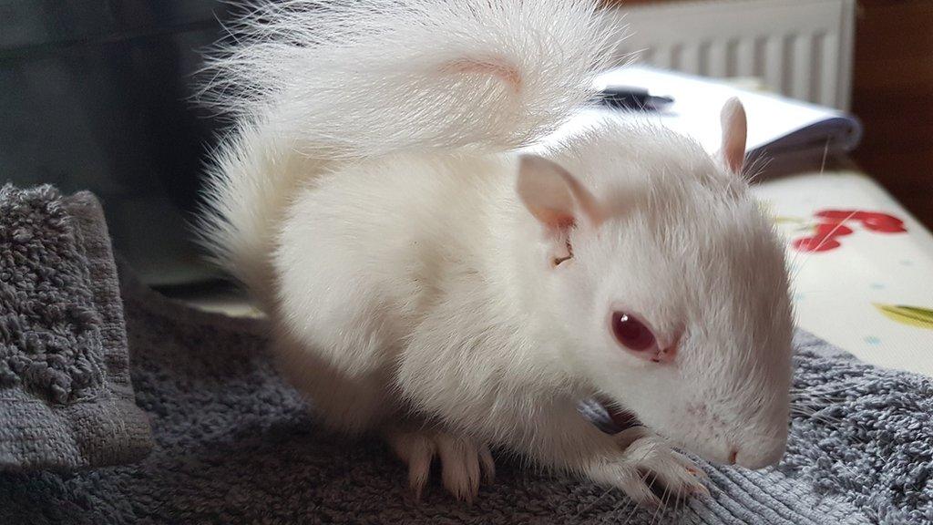 Baby albino squirrel