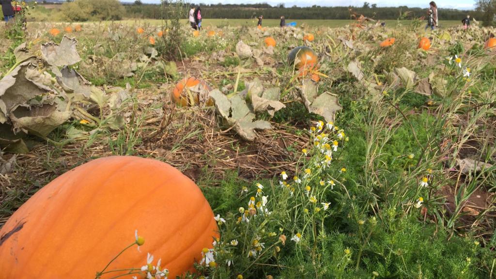 Pumpkin field