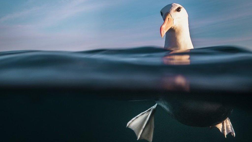 black-browed albatross