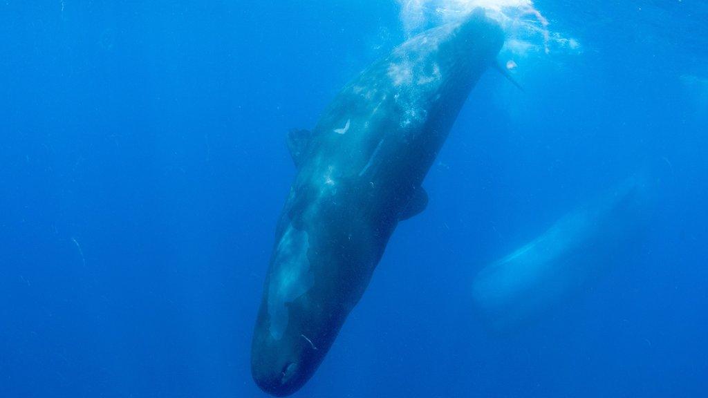 Sperm whales diving into the sea