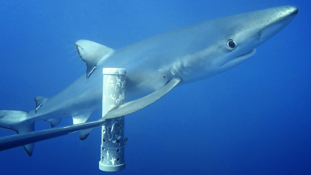 Blue-shark-swims-past-bait-cannister.