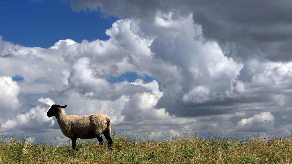 Sheep