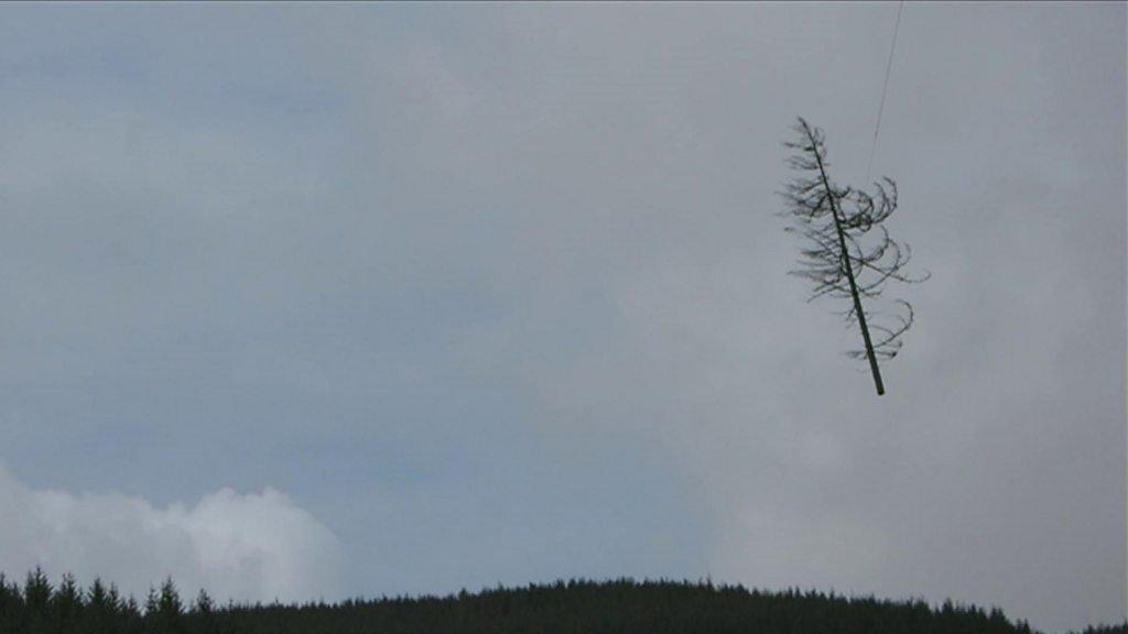 A flying tree in the sky