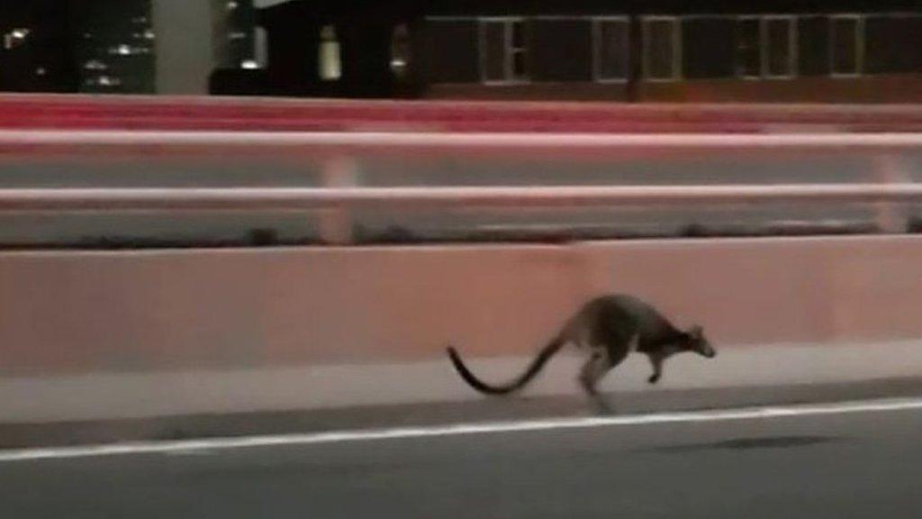 Wallaby on Sydney Harbour Bridge