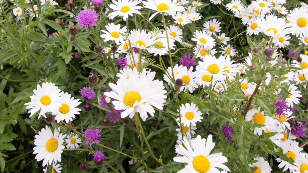 Daisies in Leicestershire