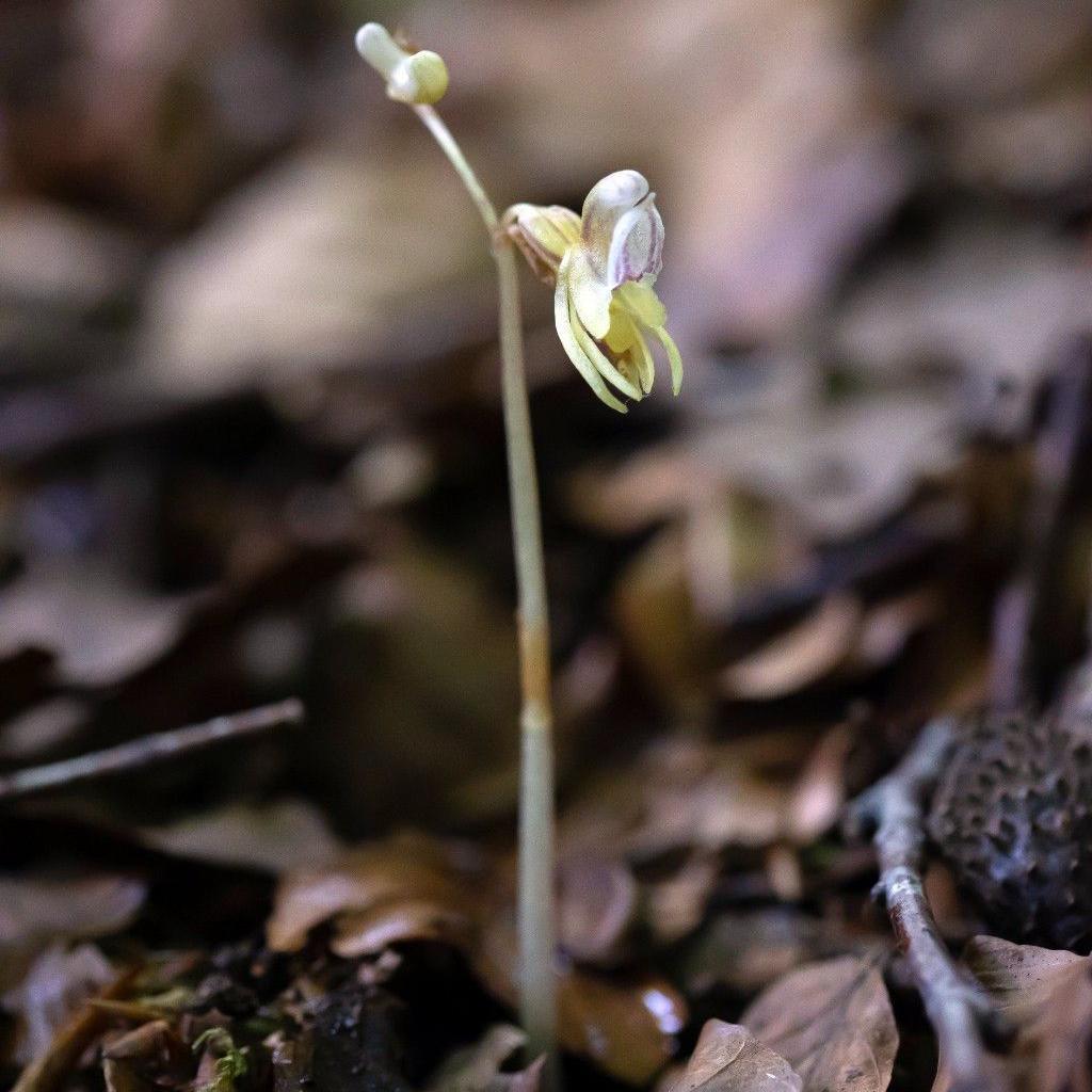 a picture of the ghost orchid in the woods