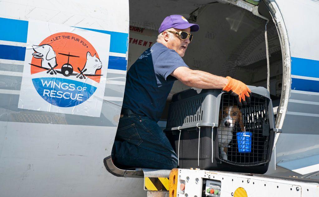 A beagle being loaded onto an animal rescue plane