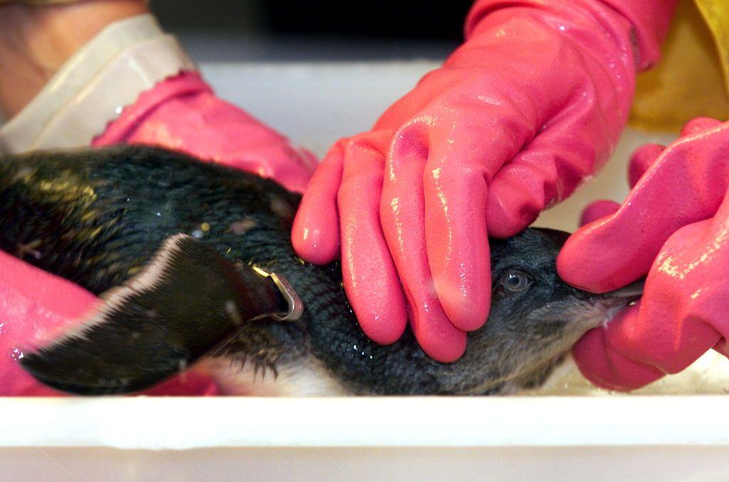 penguin being washed.