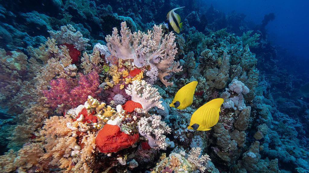 Corals and fish