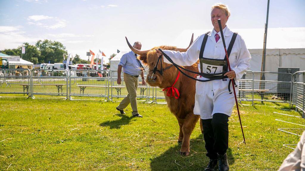 A prize bull is led around a display ring at the Kent County Showground in Detling, Maidstone, by an attendant wearing dark trousers, a white coat and a white shirt and dark tie, with the number 57 on their chest. A judge, wearing green cords, a blue shirt and a dark tie, is examining the bull from behind.