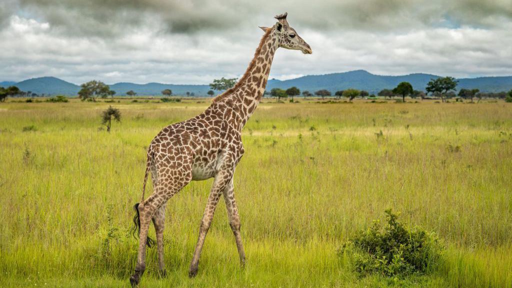 A giraffe walks through grasslands