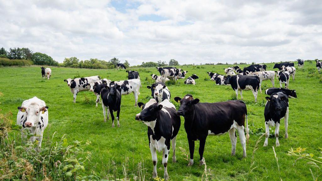 A herd of black and white cows standing in a field with a cloudy sky above.