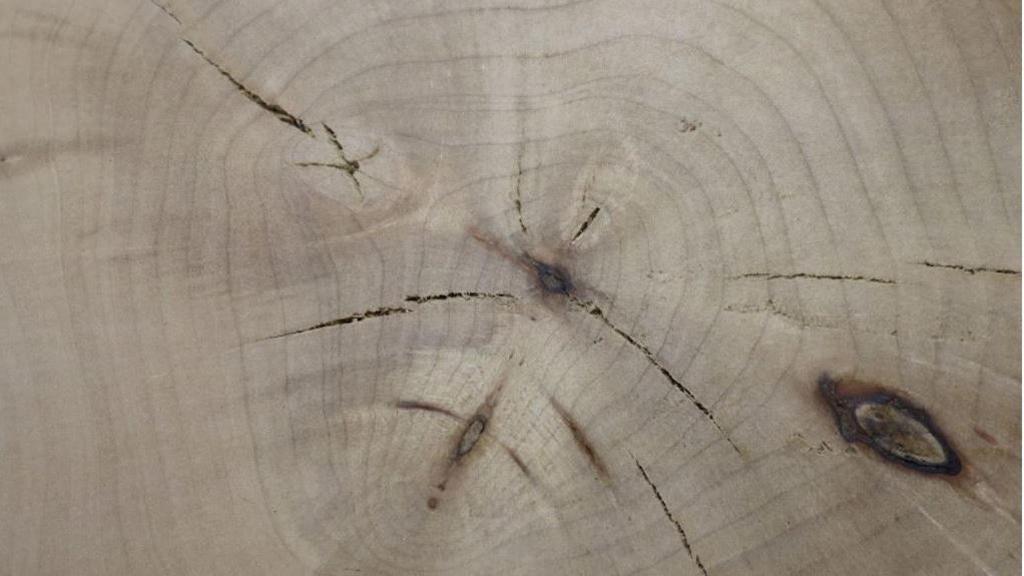 Close-up of the section of tree. The wood is pale and there are rings visible around various knots and cracks.