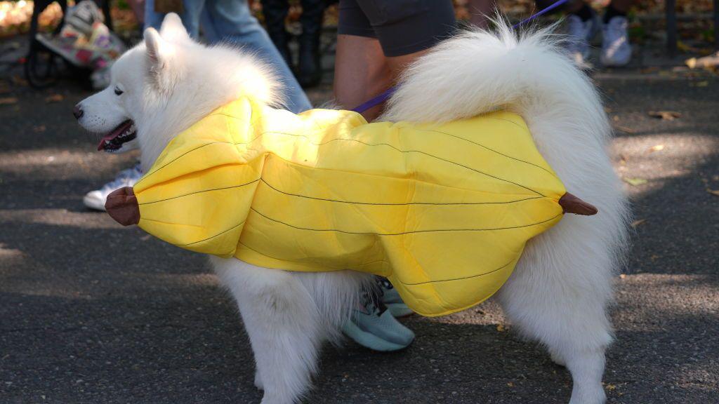 dog dressed as a banana