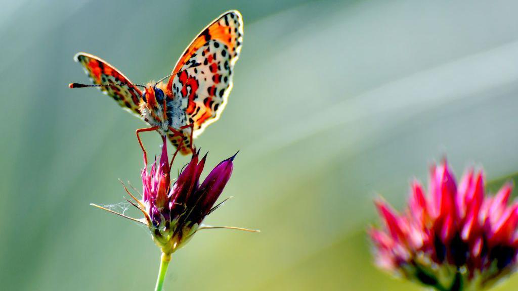 Butterfly sitting on top of a flower