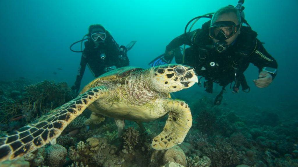 Divers swimming with turtle