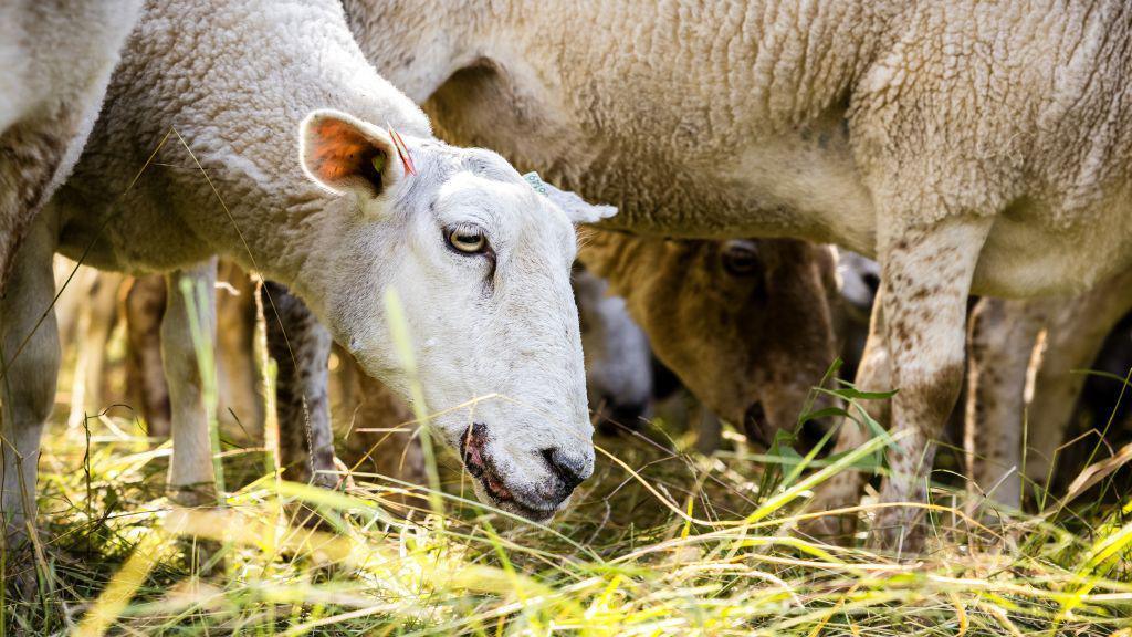 A white sheep with bluetongue with its head down among a number of sheep legs. 