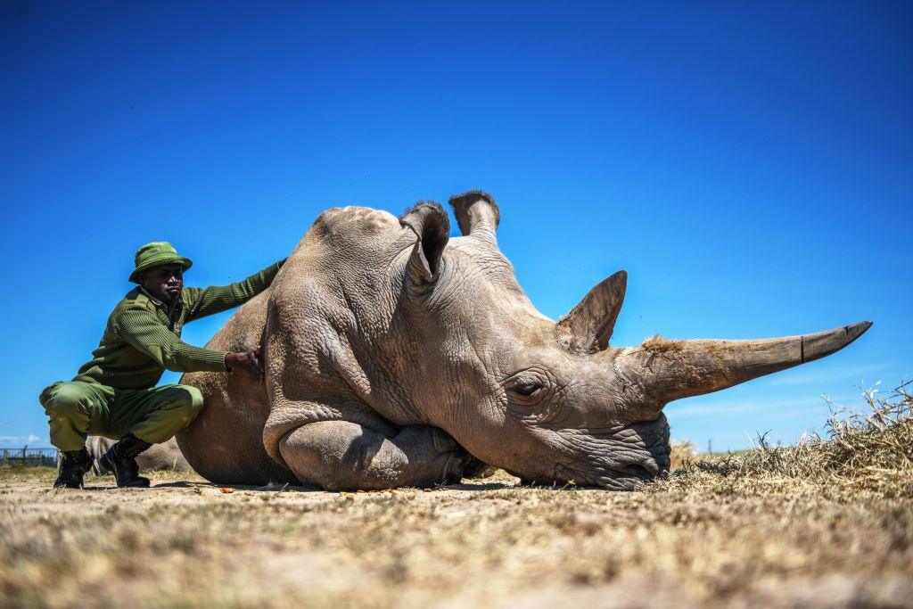 A ranger rubs the back and belly of a large rhino.