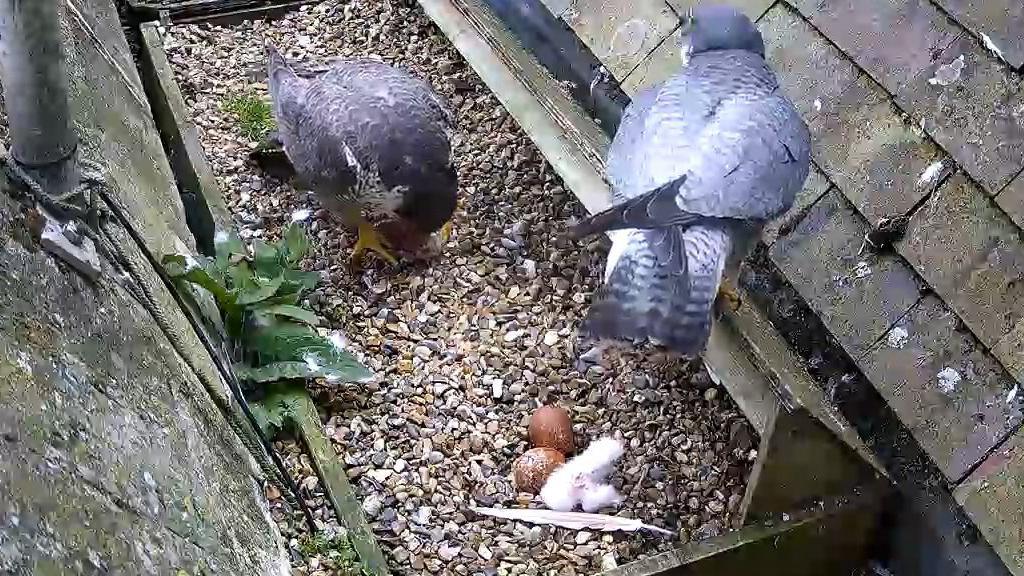 A close up of the nesting box full of gravel sits between two rooves. Both parents are there - one perched on the side of the box and the other pecking at the floor. Two eggs are seen in the foreground and a white fluffy blob next to the eggs is the new bird.