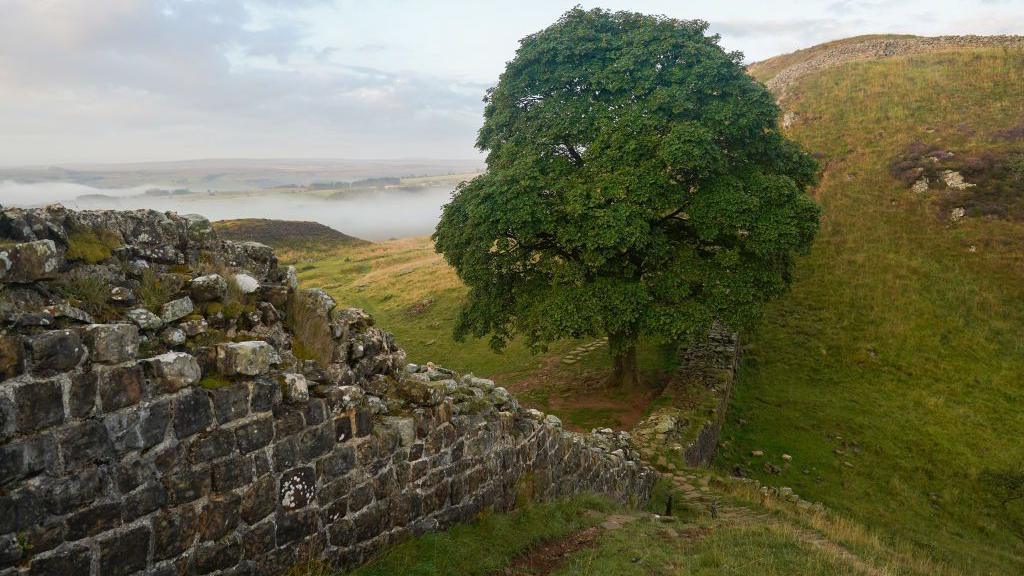 The Sycamore Gap tree alongside Hadrian's Wall.