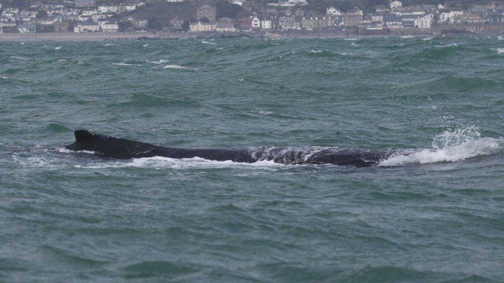 Close up of the entangled whale